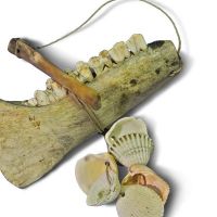 Combined scraper and rattle of animal jaws with cockle shells